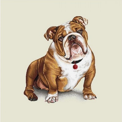 Carré - Bouledogue anglais