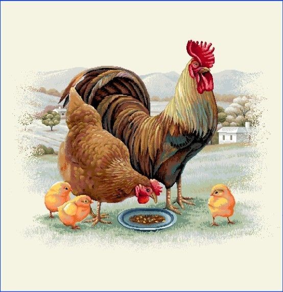 Carré -Coq et poule