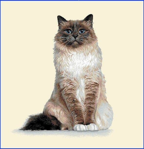 Carré - chat blanc